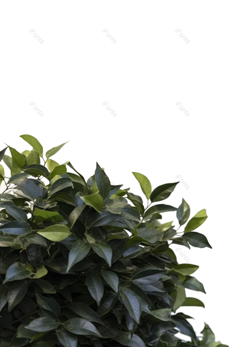 叶子图片,清新元素,摄影PNG,白色背景免抠素材